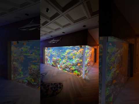 17,000 Gallon Reef Tank 🪸🐠