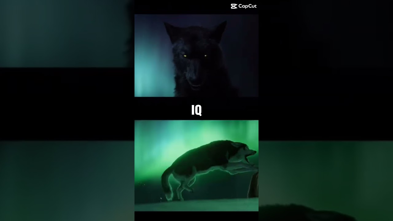 Ghost of Dreams (Wolf) vs Spitz in Call of the Wild 🐺