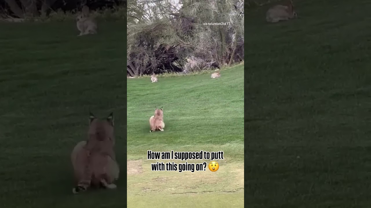 Wild Arizona Golf Course Scene 😳