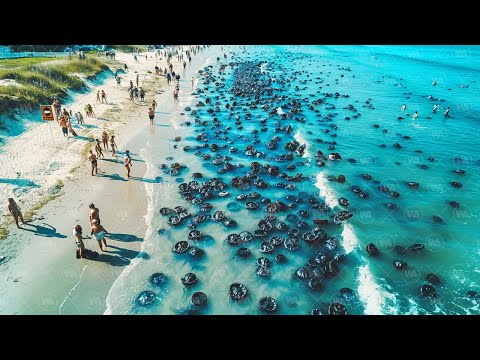 What Happened to the Beaches in Australia Shocked the World