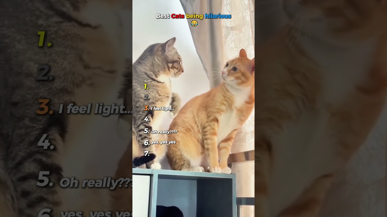 Best Cats Being Hilarious (Try Not to Laugh Challenge) π€£πΈ