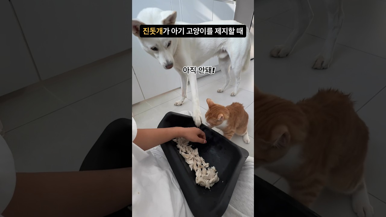 진돗개 새끼 고양이 훈육법 🐶