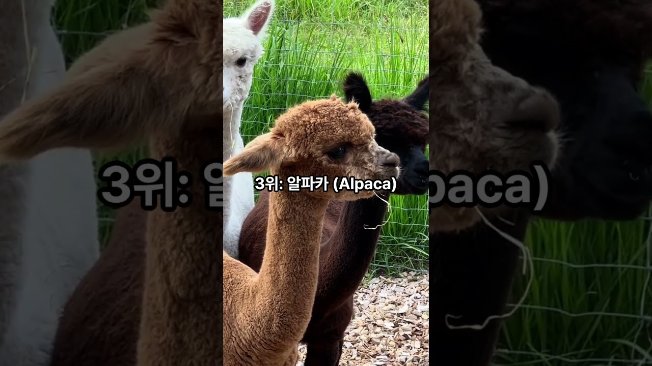 세계에서 가장 귀여운 동물 TOP5 🐾