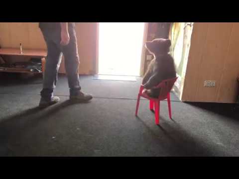 Том и стул: домашний медведь 🐻