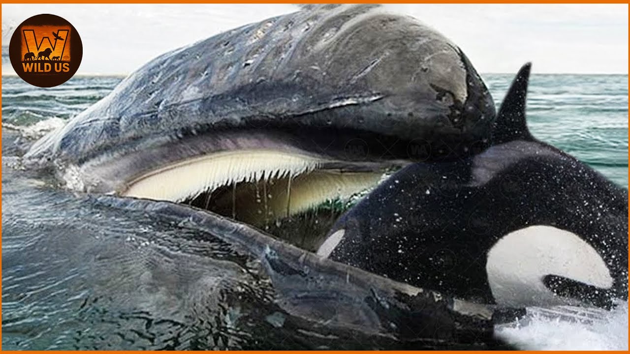 Most Terrifying Orca Attacks Caught on Camera 🐋