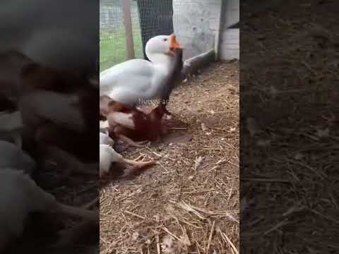 Raise a goose that’s great at dealing with weasels  #camera #weasel