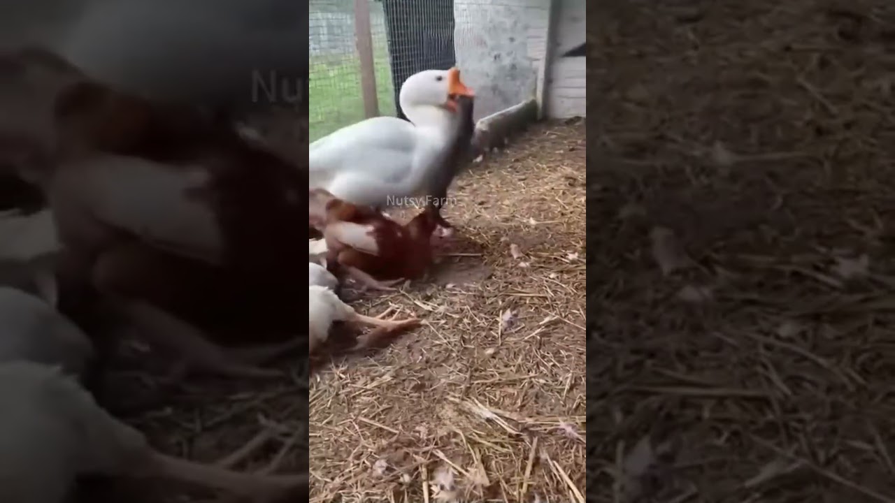 How to Raise a Goose That Fights Off Weasels 🦆