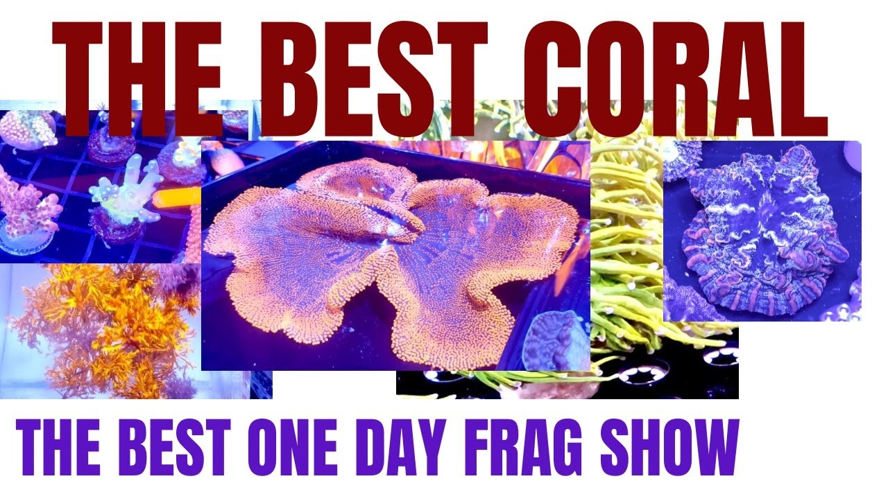 THE BEST CORAL at THE BEST ONE DAY FRAG SHOW (Frag Farmers Market 2025)