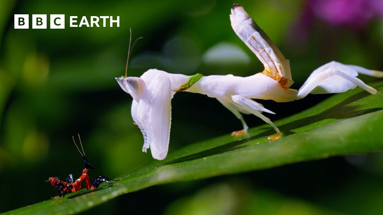 2-Hour Nature Documentary with David Attenborough 🌿