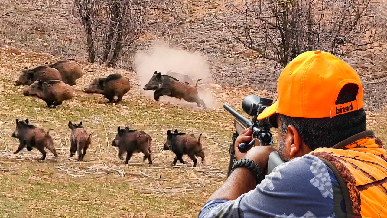 Wild Boar Invasion: Epic Hunts & Massive Herds 🐗