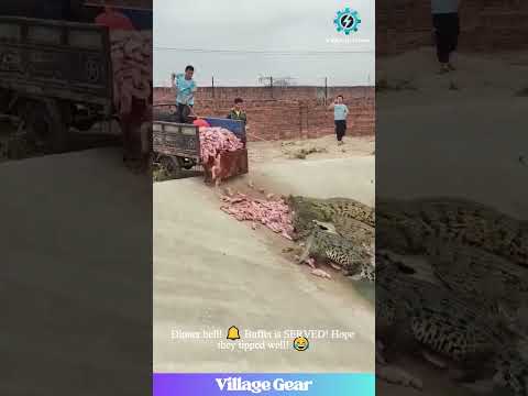 Crocodile Buffet Time! 😂 They Dumped the WHOLE Truckload! #crocodile #feeding #funny