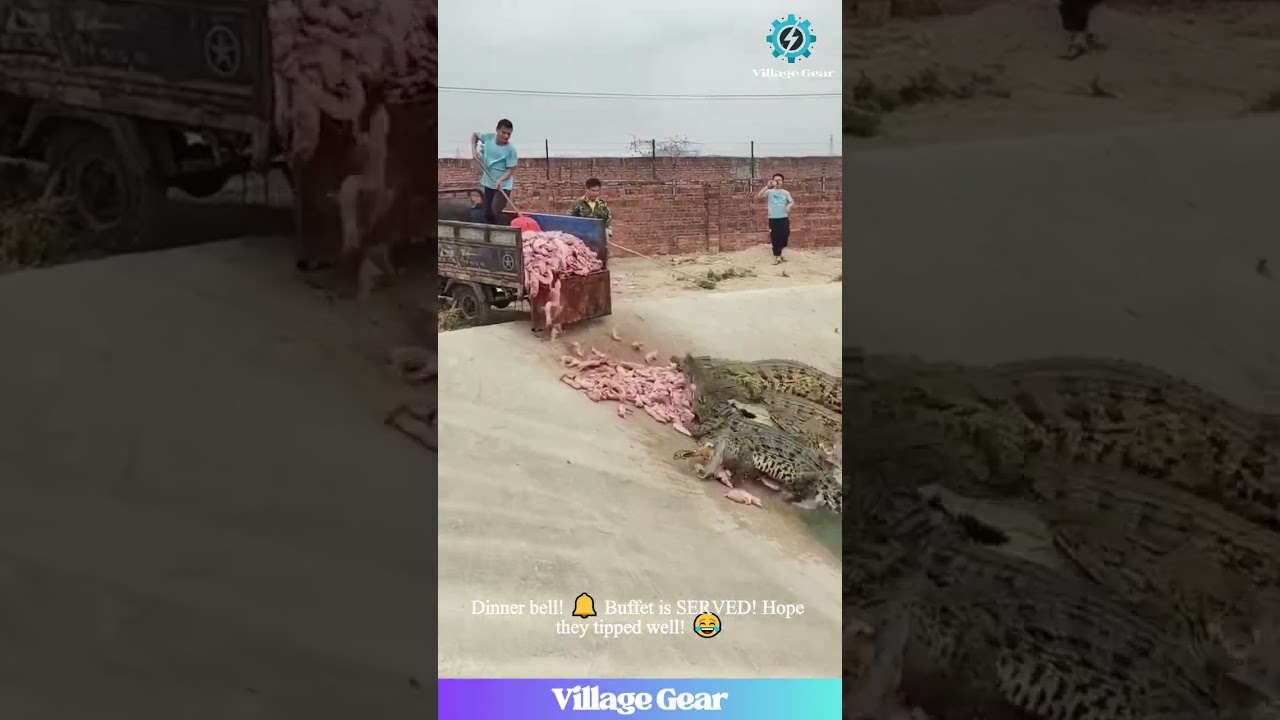 Crocodile Buffet Chaos! 🐊