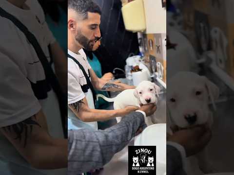 DIDINE CANON 16 🔥🏴‍☠️