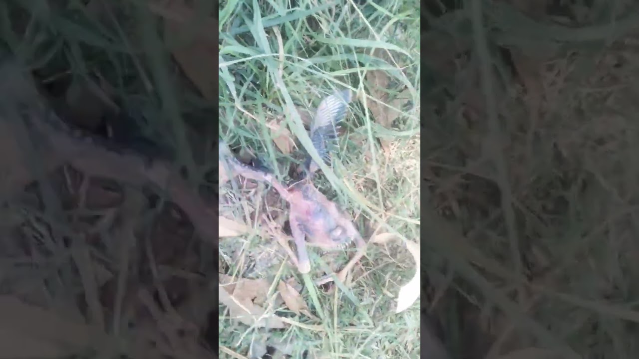 Crow chick π£ #short #youtube |Active Unis