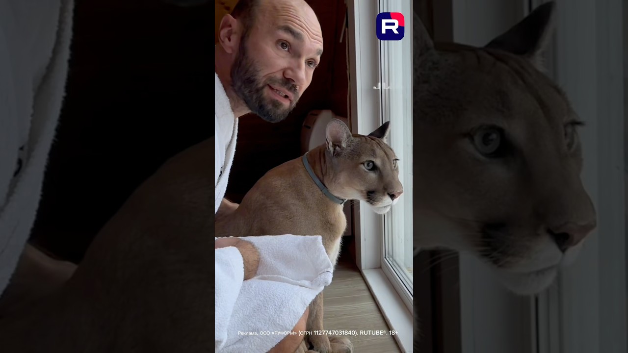 😂 Уникальные и забавные диалоги человека и пумы — только на RUTUBE!