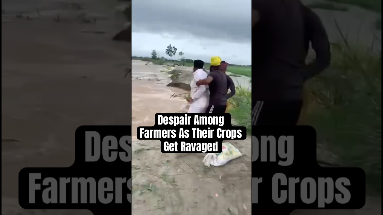 Punjab Floods Devastate Crops 🌊