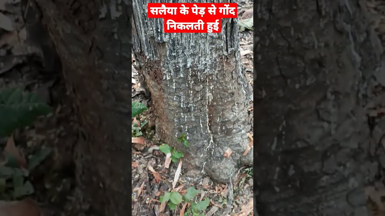 सलैया पेड़ से निकलने वाली गोंद 🌿