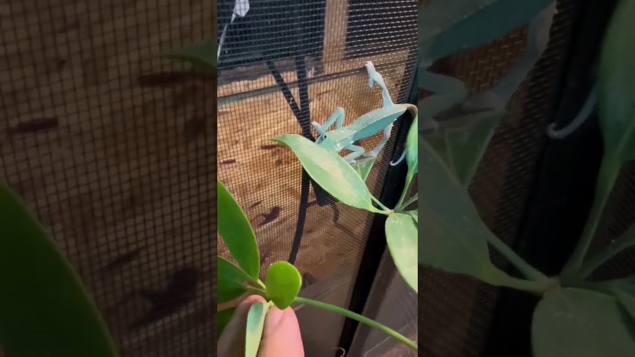 Cute Baby Veiled Chameleon 🦎