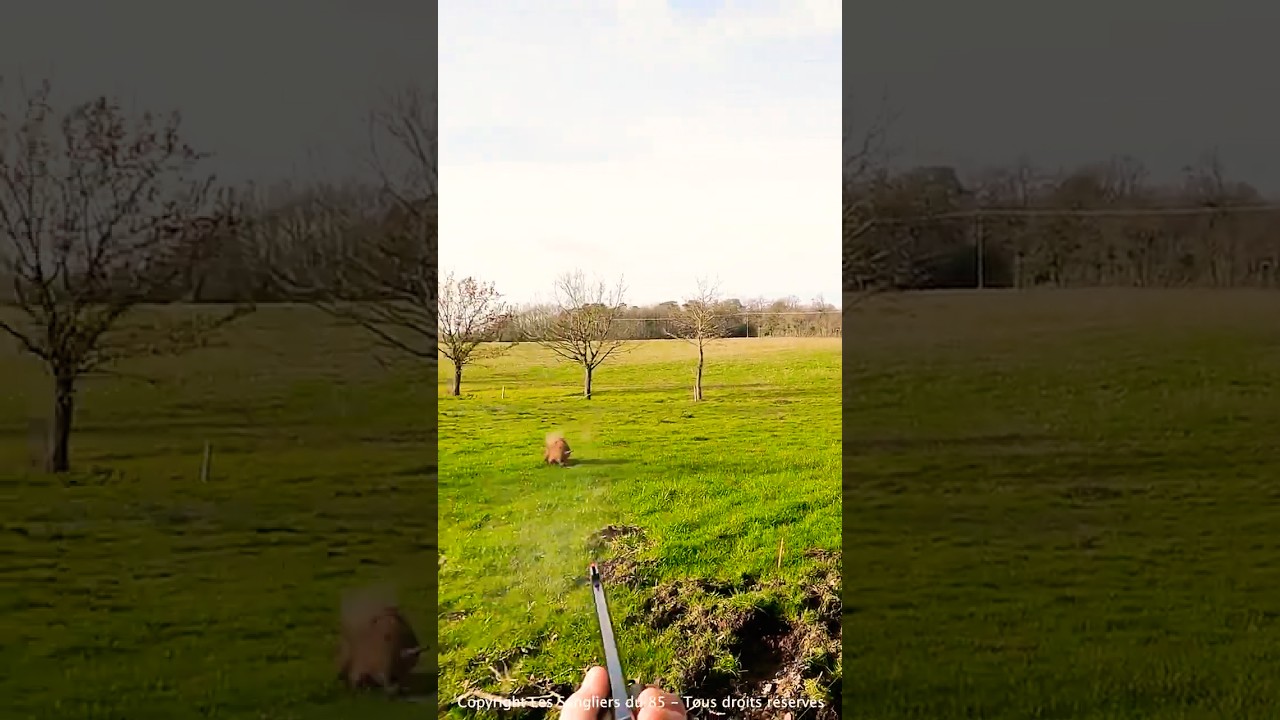 Incroyable Double de Sangliers en Chasse 🐗