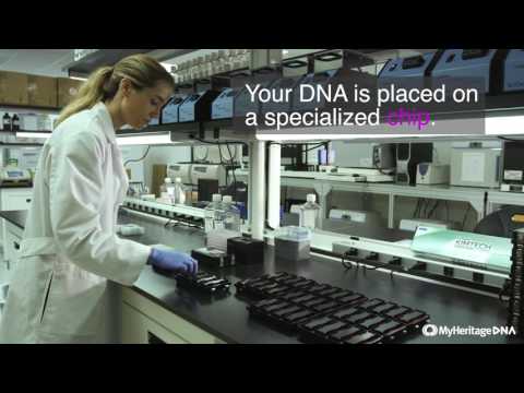 MyHeritage DNA Journey: Inside the Lab Process