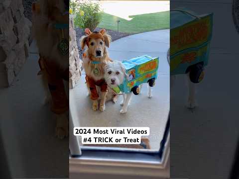 Our 4th most viral video of 2024!