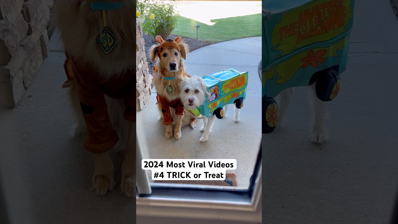 Discover Our 4th Most Viral Video of 2024! π