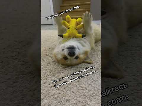 Корги и сон !!! #pfmedia #музыкабезслов #романтическаямузыка #музыкадлядвоих #собака #корж #corgifun