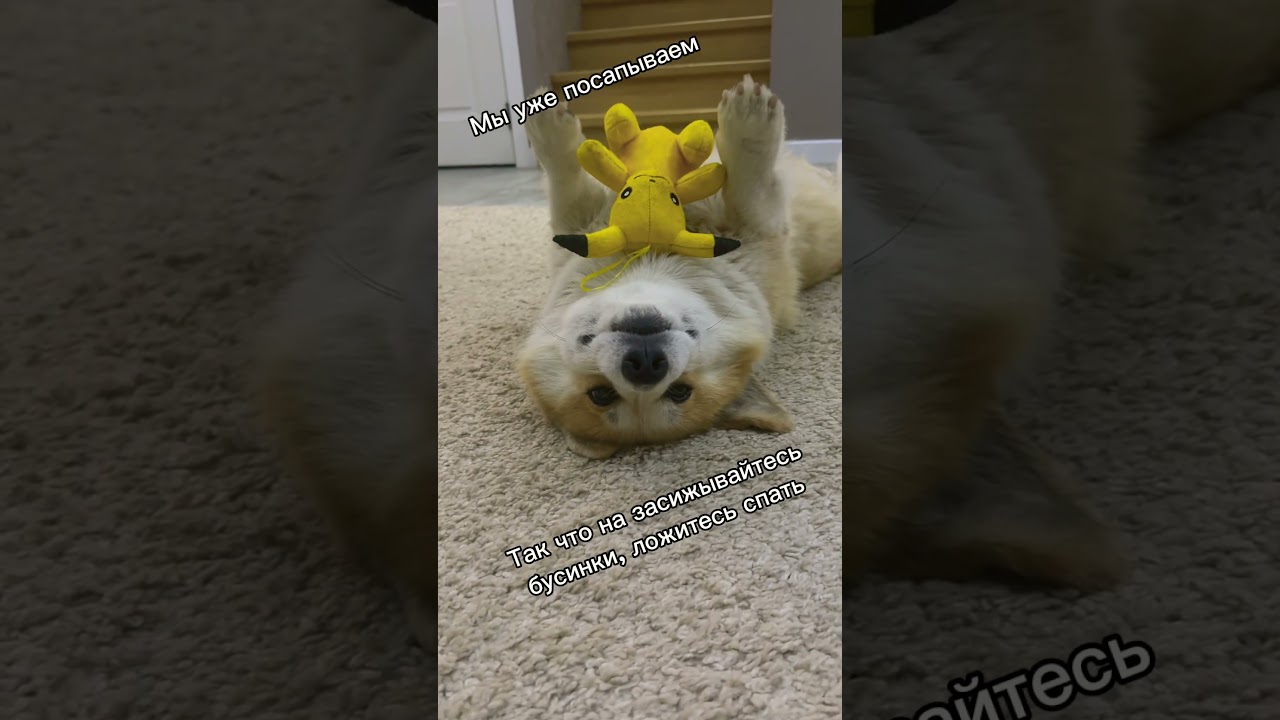 Корги и Сон 💤 — романтическая музыка для двоих