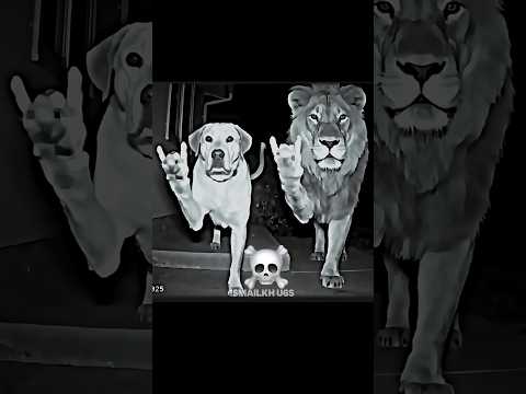 Lion and dog☠️ mafia#shorts#mafia#edit