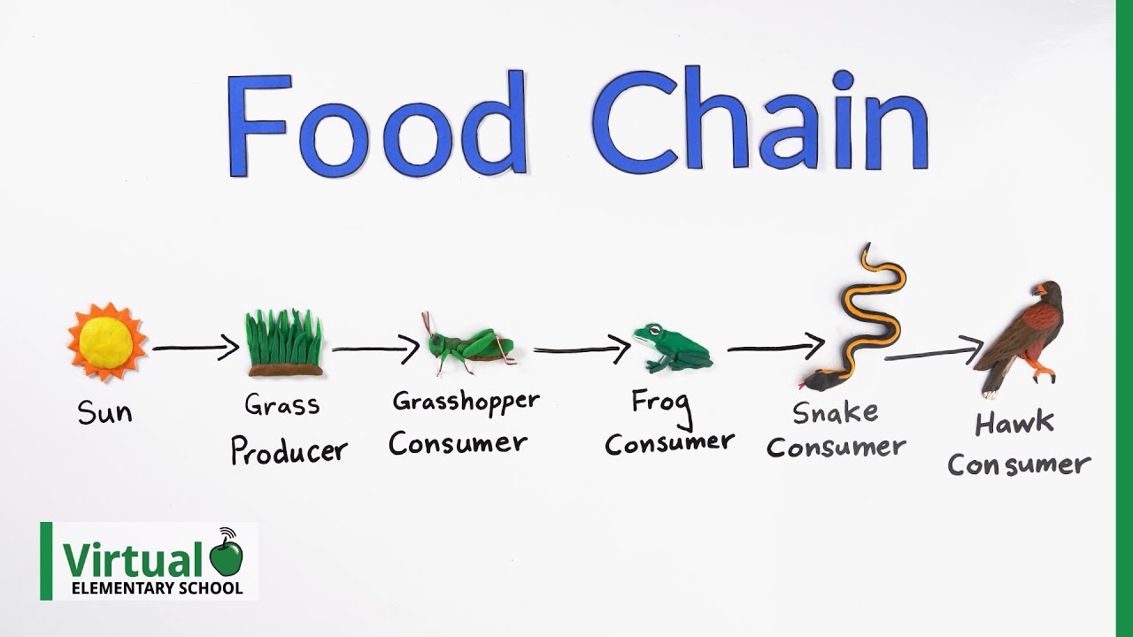 Grade 4 Science: Understanding Food Chains 🌱