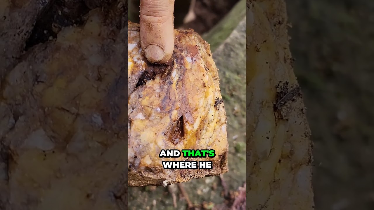 Dan Hurd Gold Quartz Vein Samples