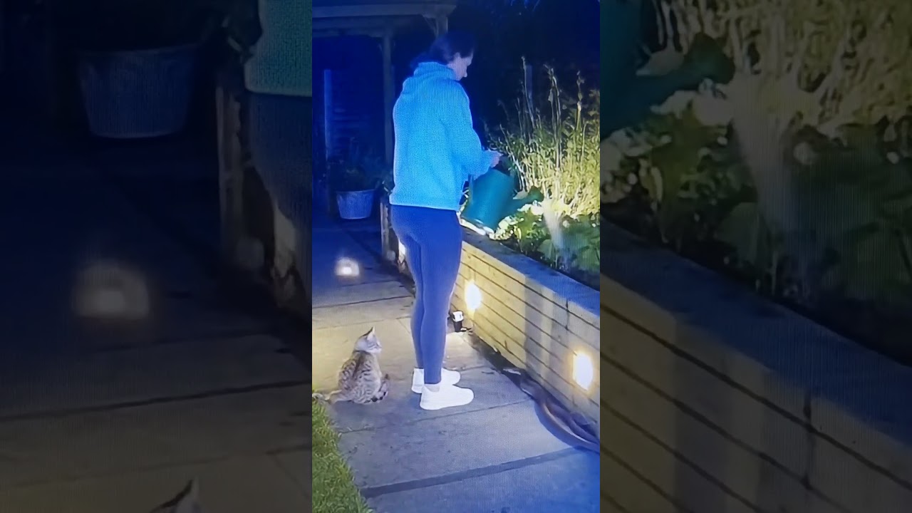 snake attack #cat #snake #fight #attack #active #dangrous