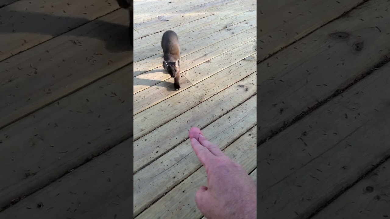 Pine Marten vs. Fisher: Which is Better? 🦡