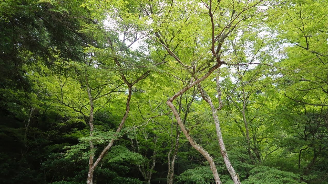 Japan Trip: Ferry to Miyajima & Deer Encounter 🦌