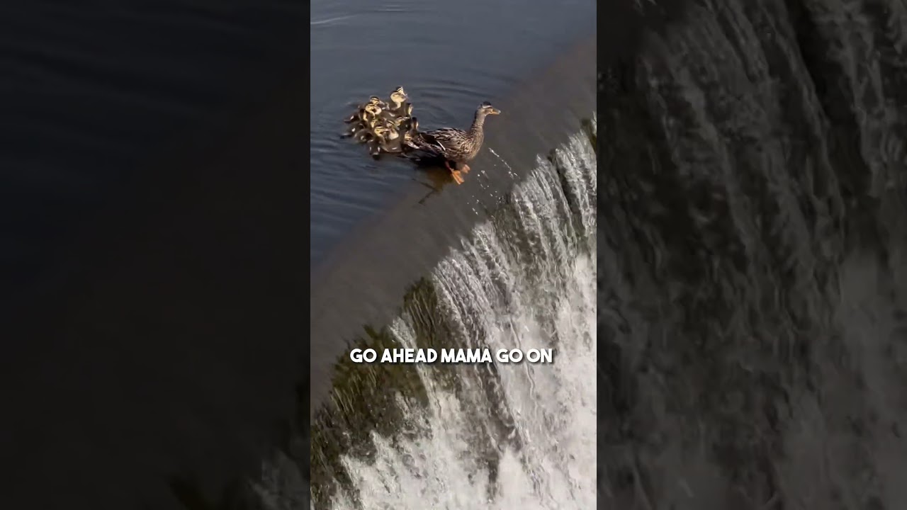 Mom Duck Rescues Falling Duckling ❤️