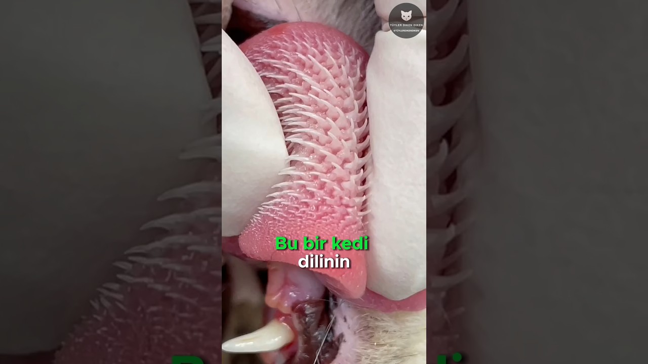 Kedilerin Korkutucu Dilleri ve Tırnakları 🐱