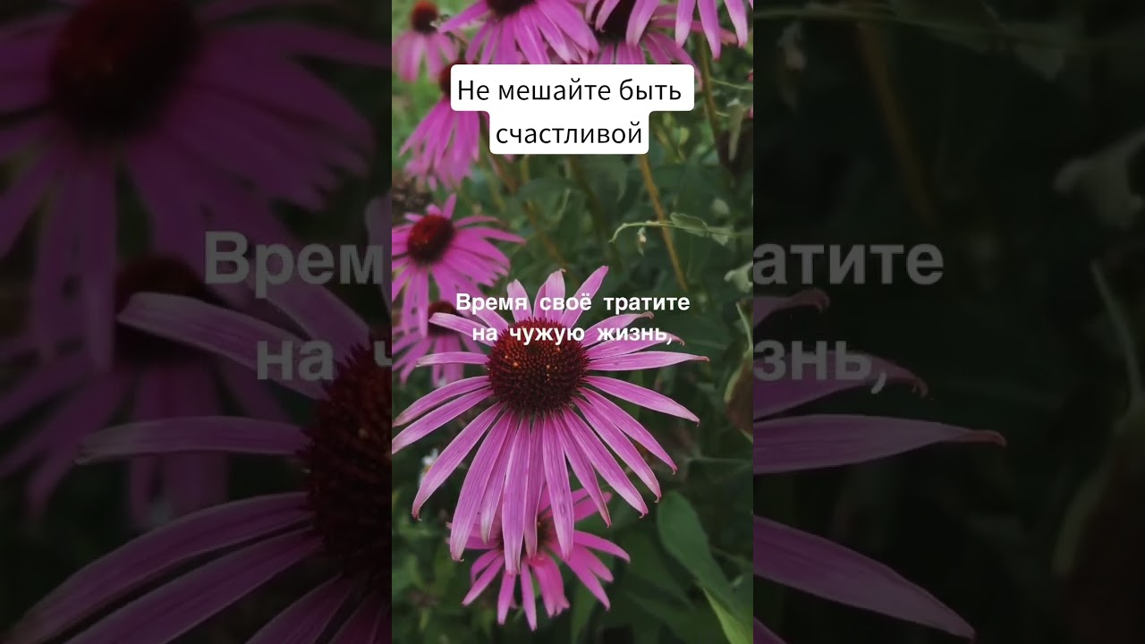 Не мешайте быть счастливой — стихи Т.Самаль ✨