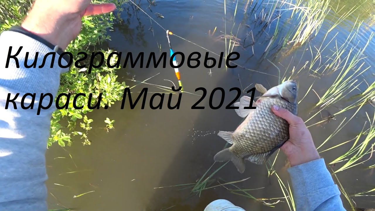 Килограммовые караси на поплавок 🎣