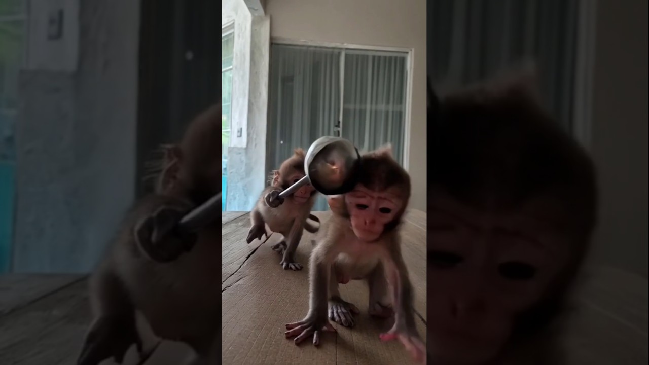 Baby Monkey Cries After Being Hit by Friend 🐒