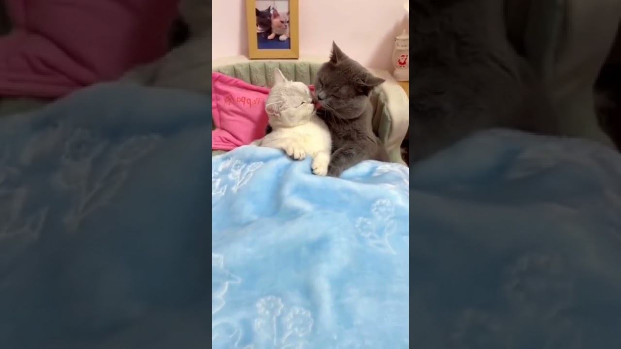 Романтическая музыка для особых моментов 🎶