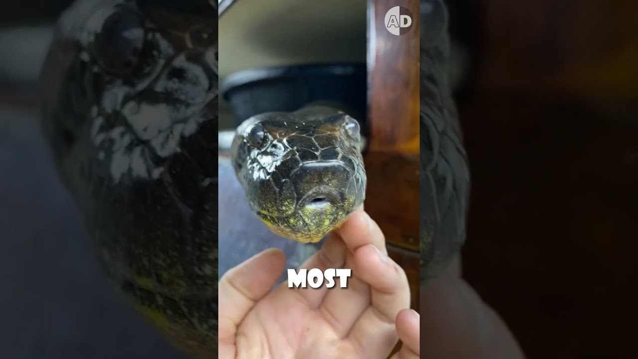 Identify Venomous vs. Non-Venomous Snakes 🐍