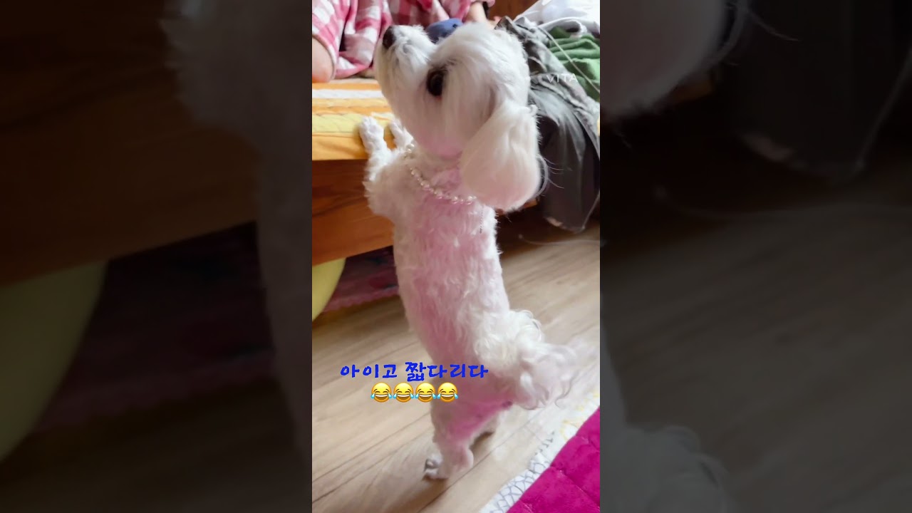 짧다리 달콩이 귀여운 일상 😂