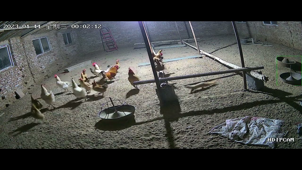 Watch This Clever Weasel Steal and Feast on Chicken! π¦‘π