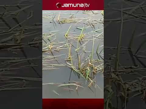 āĻāĻžāϰ⧠āĻŦāϰā§āώāĻŖā§ āϰāĻžāĻāĻļāĻžāĻšā§āϰ āϤāĻžāύā§āϰ āĻ āĻā§āĻĻāĻžāĻāĻžāĻĄāĻŧā§ āĻāĻĒāĻā§āϞāĻžāϰ āĻāϝāĻŧā§āĻāĻāĻŋ āĻā§āϰāĻžāĻŽ āĻĒā§āϞāĻžāĻŦāĻŋāϤ #heavyrain #jamunatv