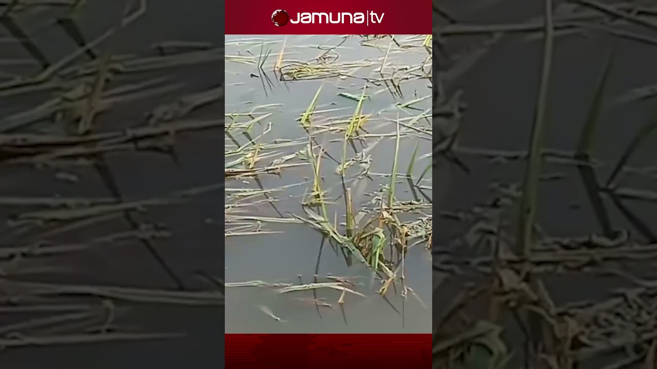 ভারী বর্ষণে রাজশাহীর তানোর ও গোদাগাড়ী উপজেলার গ্রামগুলো জলমগ্ন 🌧️
