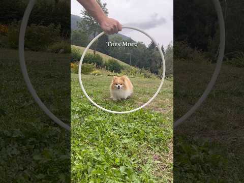 Need i say more?π«’π #dog #pomeranian #shorts