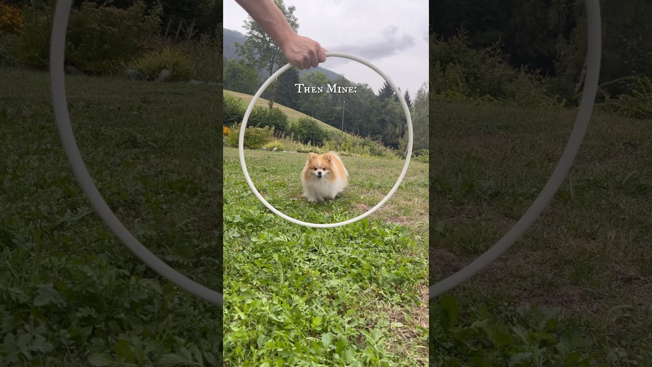 Adorable Pomeranian Cuteness Overload! πΆβ¨