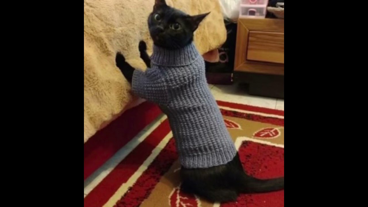 Jaydes: Lucifer's Favorite Color Revealed 🌈