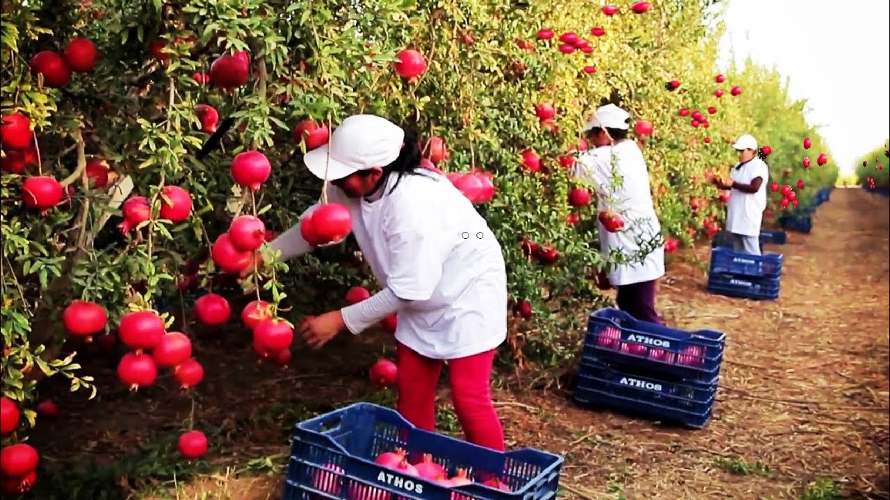 Innovative Pomegranate Farming & Harvesting π