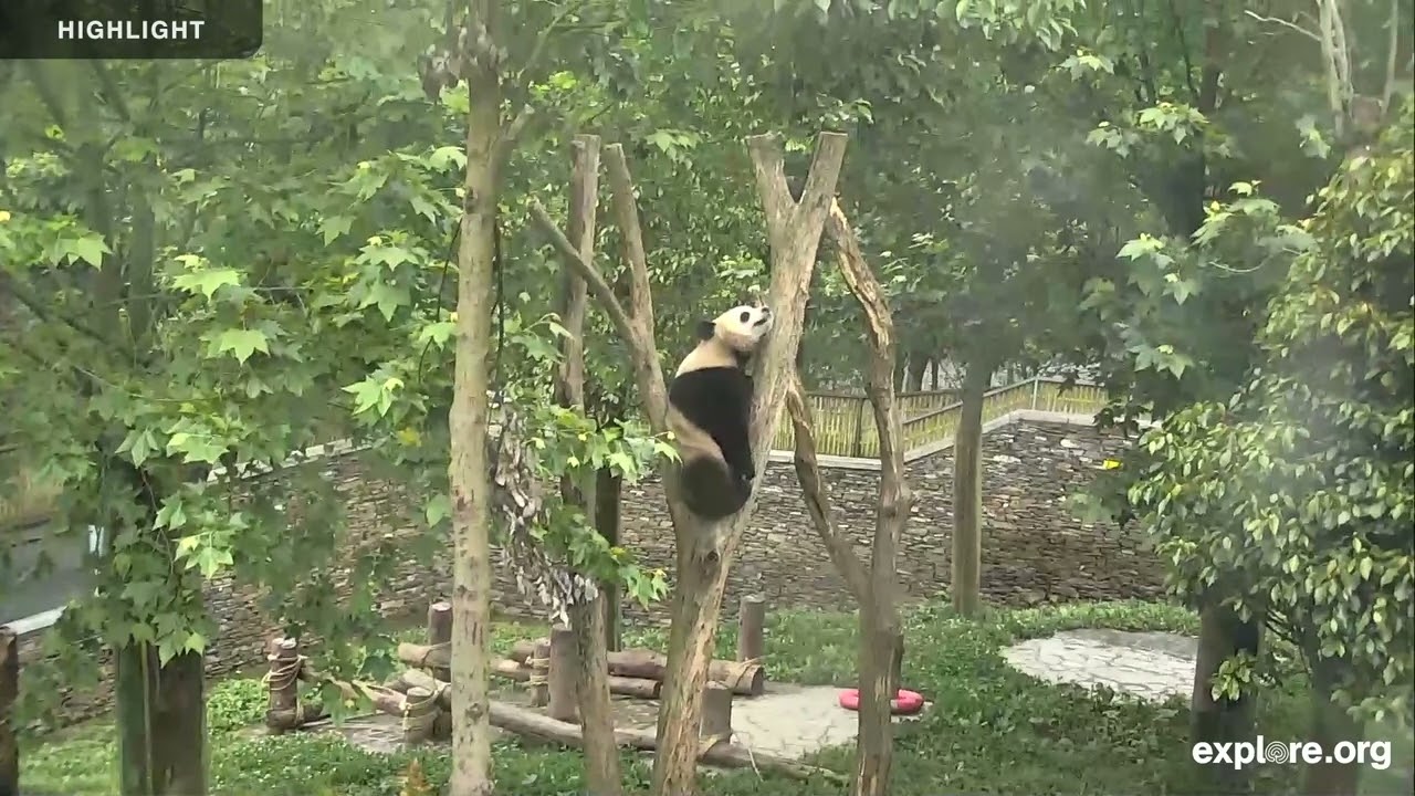 1.5 Hours of Adorable Pandas